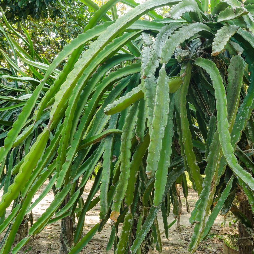 Hylocereus undatus  (Foliage)