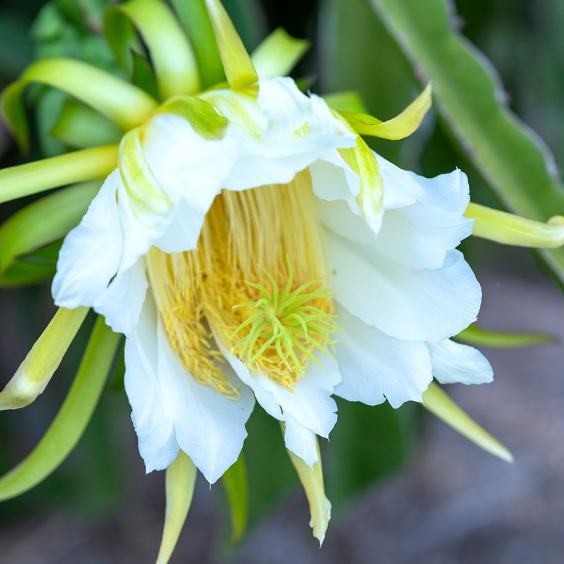 Hylocereus undatus  (Flowering)