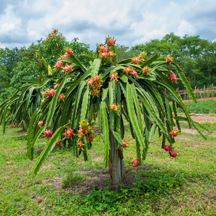 Hylocereus undatus  (Plant habit)