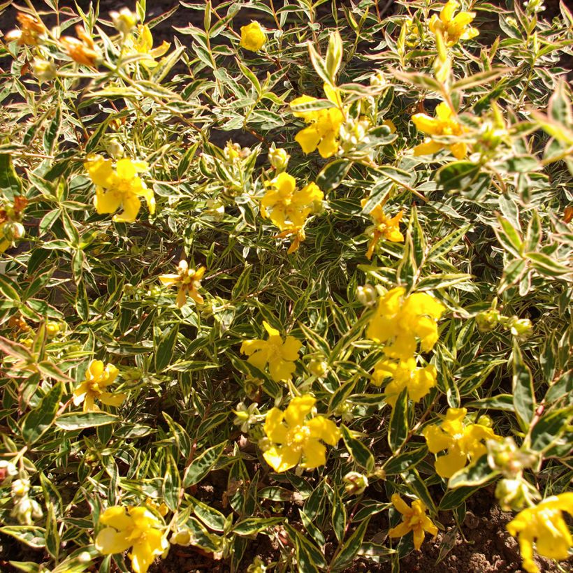 Hypericum Hidcote Limelight (Foliage)