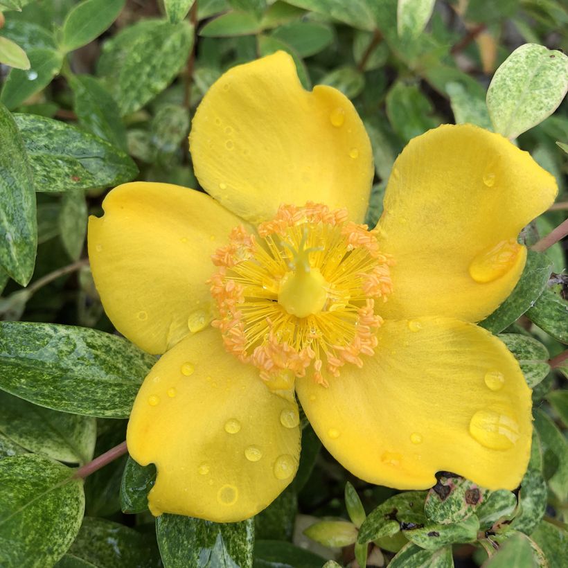 Hypericum inodorum Radiance - St. John's wort (Flowering)