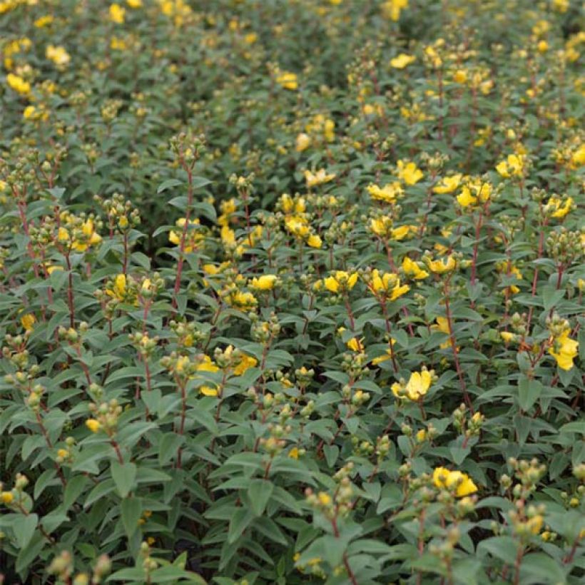Hypericum Hidcote (Foliage)