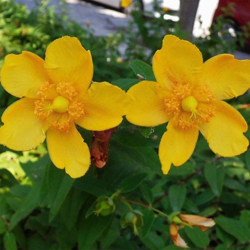 Hypericum Hidcote (Flowering)