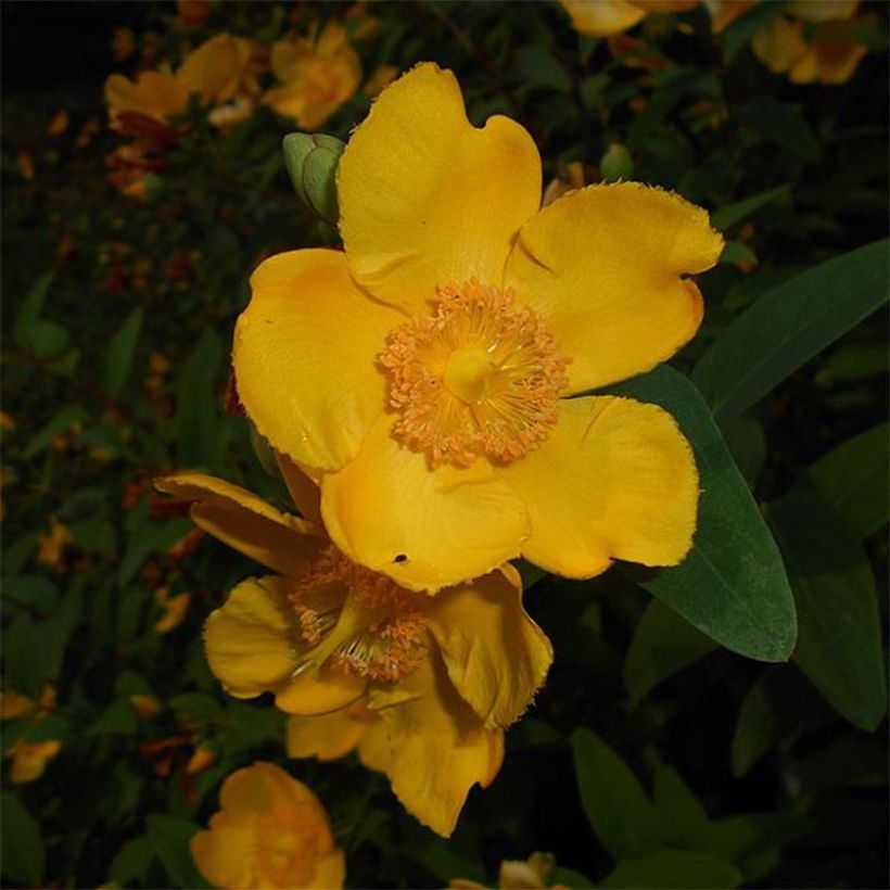 Hypericum x moserianum - St. John's wort (Flowering)