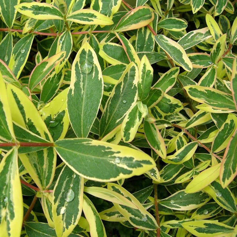 Hypericum calycinum Carnival Crowthyp - St. John's wort (Foliage)