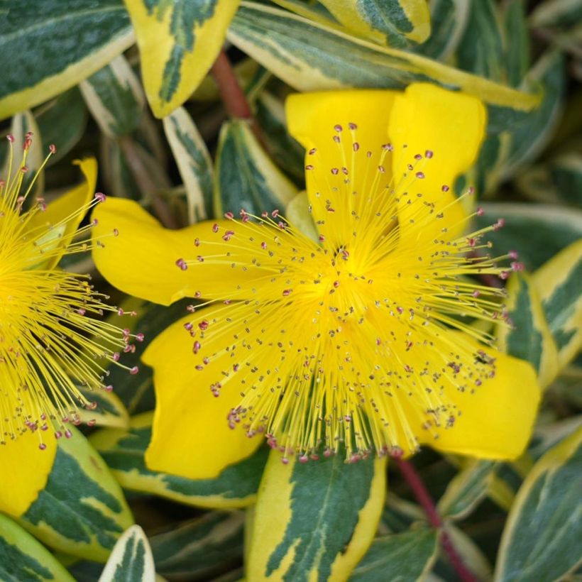 Hypericum calycinum Carnival Crowthyp - St. John's wort (Flowering)