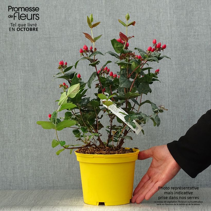 Hypericum inodorum Magical Red Flame - Millepertuis Pot de 2L/3L sample as delivered in autumn