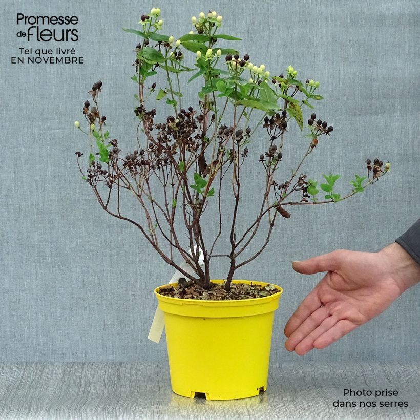 Hypericum inodorum Magical Sunshine - Millepertuis  Pot de 2L/3L sample as delivered in autumn