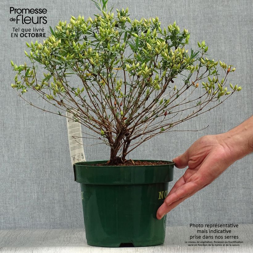 Hypericum kalmianum Blue Velvet - Millepertuis Pot de 2L/3L sample as delivered in autumn