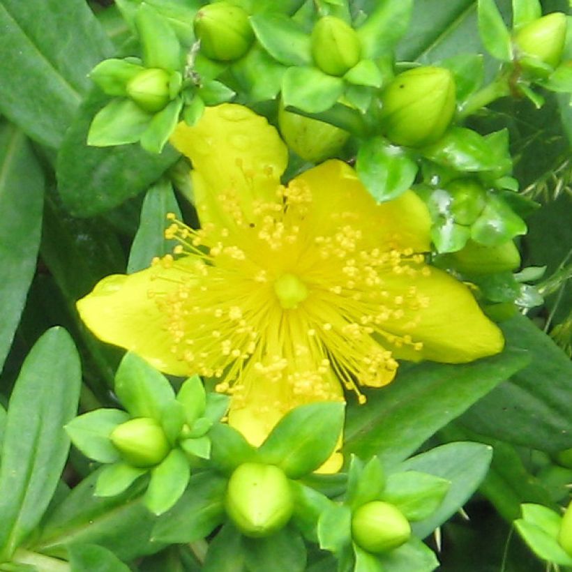 Hypericum kalmianum Gemo - St. John's wort (Flowering)