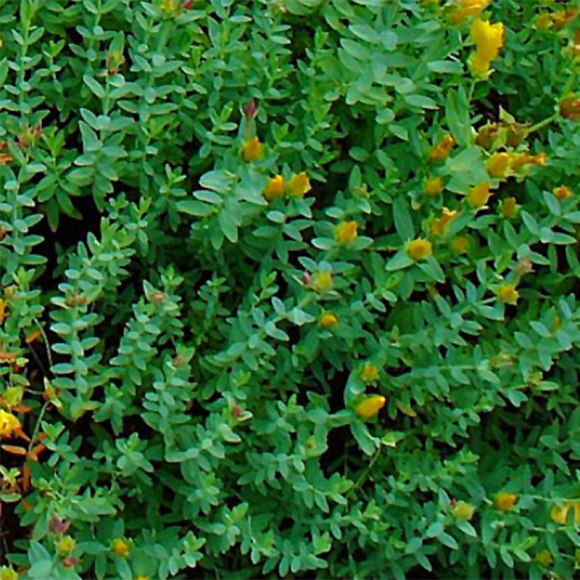 Hypericum olympicum - St. John's wort (Foliage)