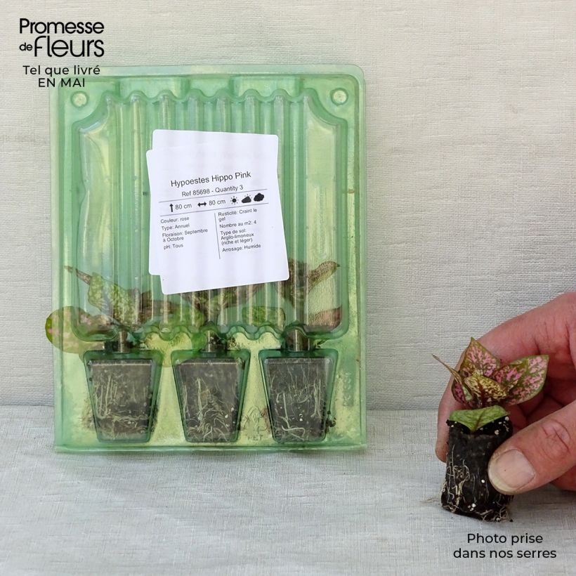 Hypoestes Hippo Pink Mini-motte 3 cm sample as delivered in spring