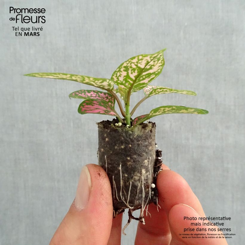 Hypoestes phyllostachya Hippo Pink - Polka Dot Plant sample as delivered in spring
