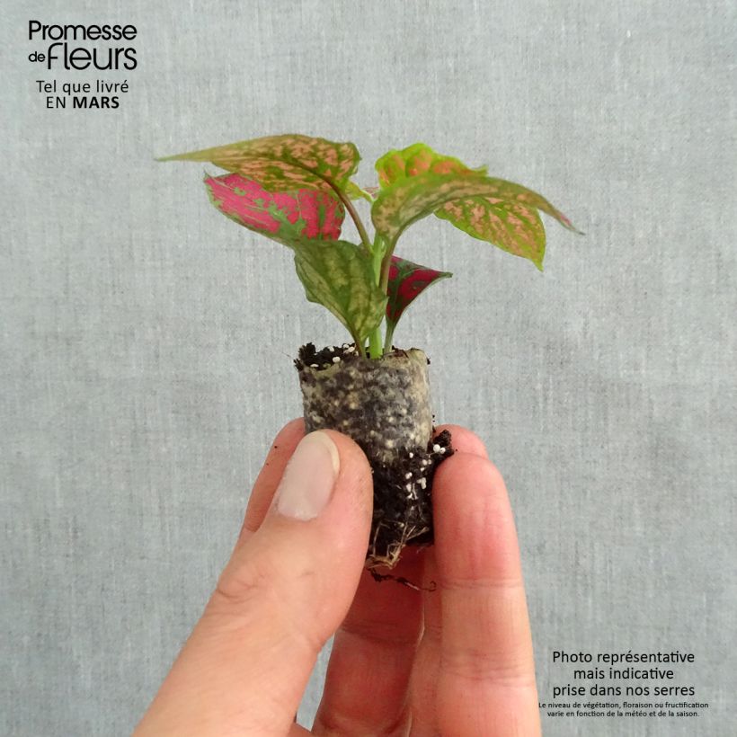 Hypoestes phyllostachya Hippo Red - Polka Dot Plant sample as delivered in spring