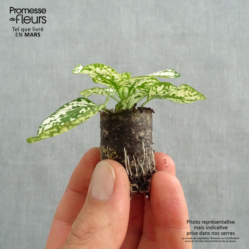 Hypoestes phyllostachya Hippo White - Polka Dot Plant sample as delivered in spring