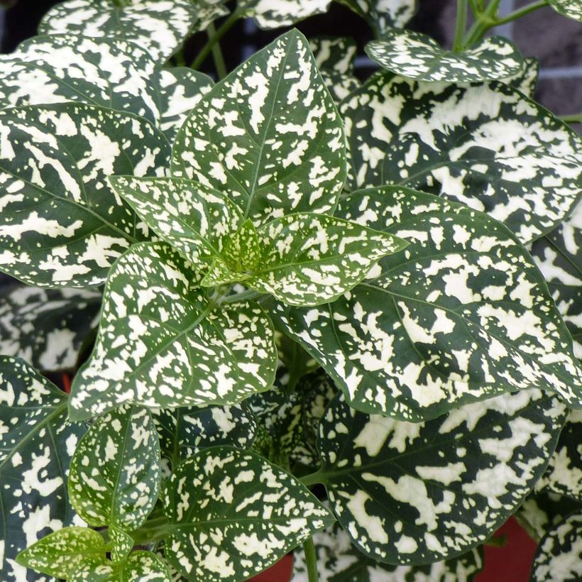 Hypoestes phyllostachya Hippo White - Polka Dot Plant (Foliage)