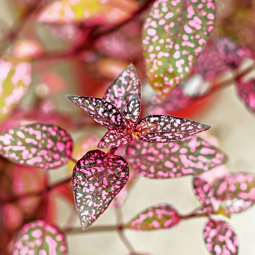 Hypoestes phyllostachya Pink - Polka dot plant (Foliage)