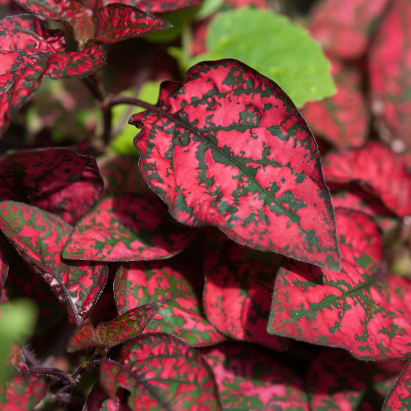 Hypoestes phyllostachya Red - Polka dot plant (Foliage)