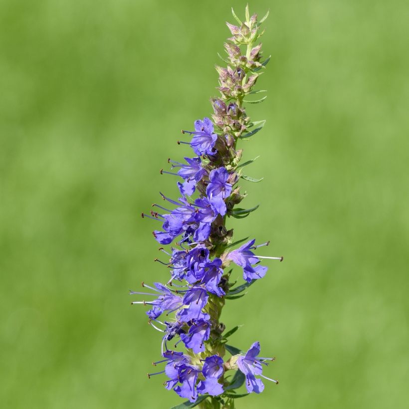 Hyssopus officinalis (Flowering)