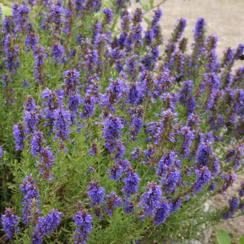 Organic Hyssop plants - Hyssopus officinalis (Flowering)