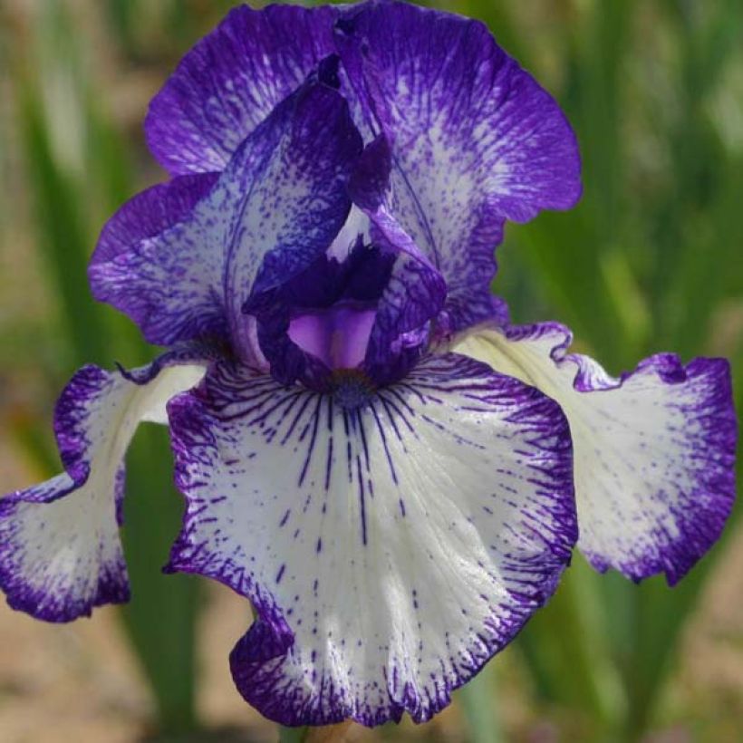 Iris germanica Art Deco - Bearded Iris (Flowering)
