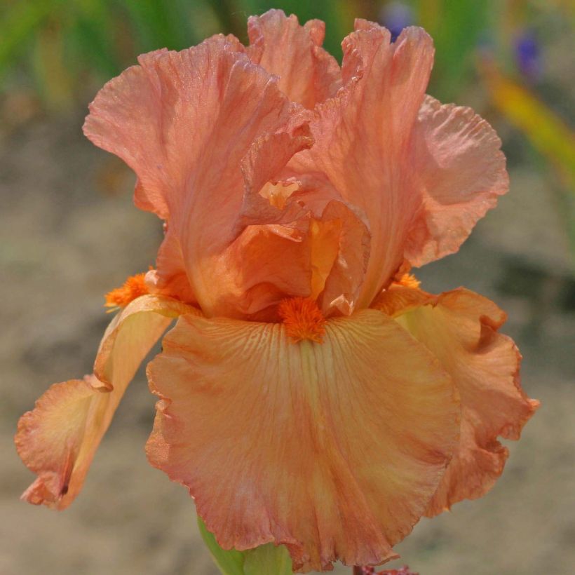 Iris germanica Copper Classic - Bearded Iris (Flowering)