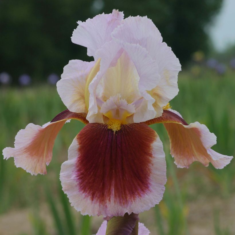 Iris germanica Ecstatic Echo (Flowering)