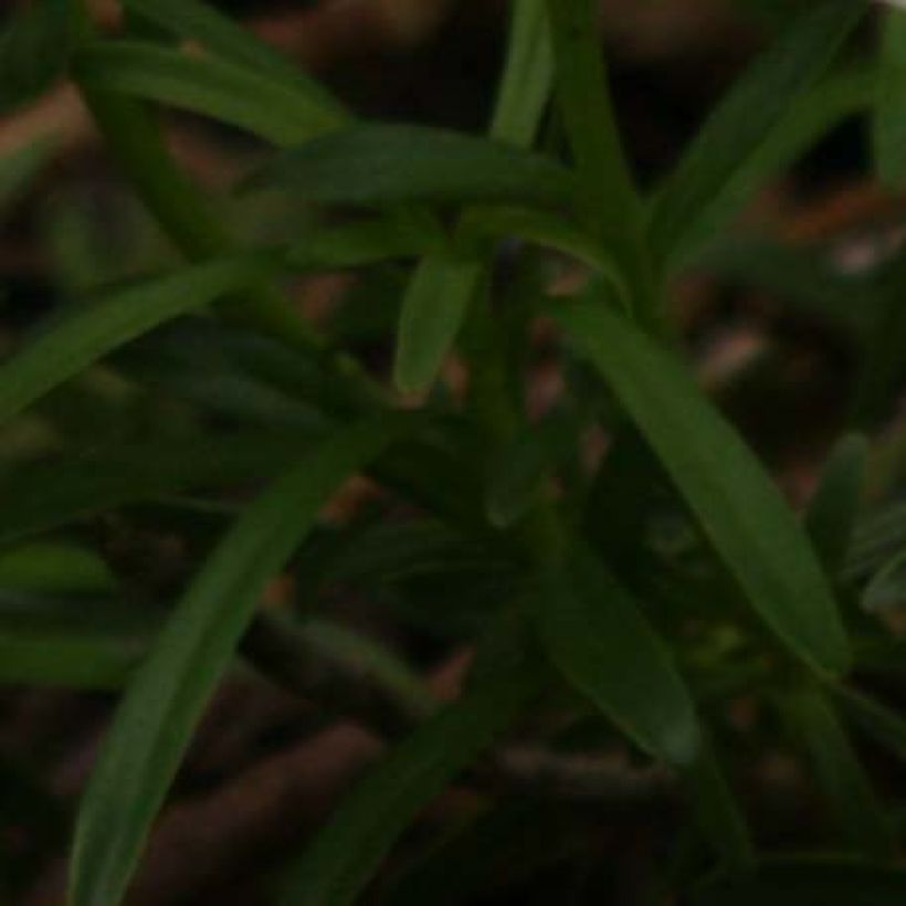 Hemerocallis Piano Man - Daylily (Foliage)