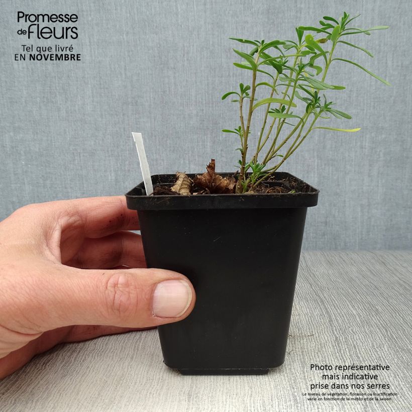 Iberis sempervirens Snowflake 8/9 cm pot sample as delivered in autumn