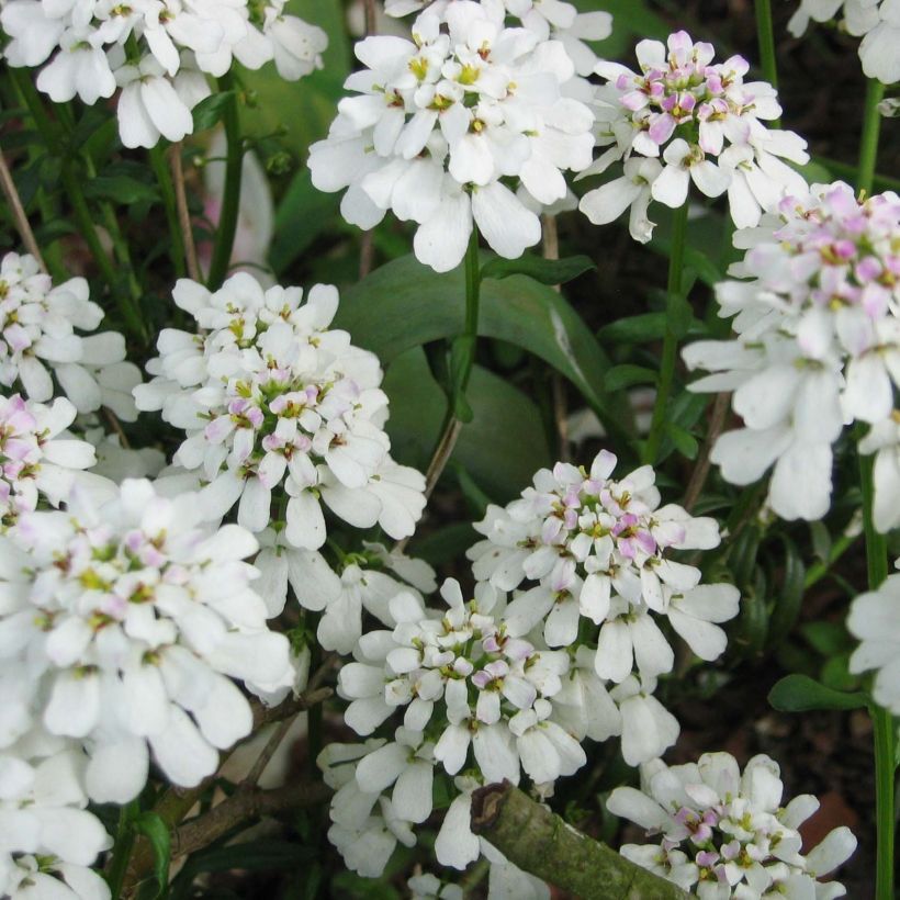 Iberis sempervirens (Flowering)