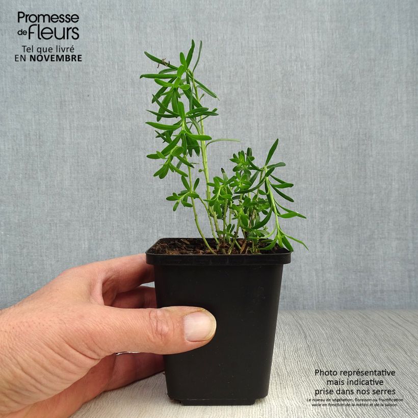 Iberis sempervirens 8/9 cm pot sample as delivered in autumn