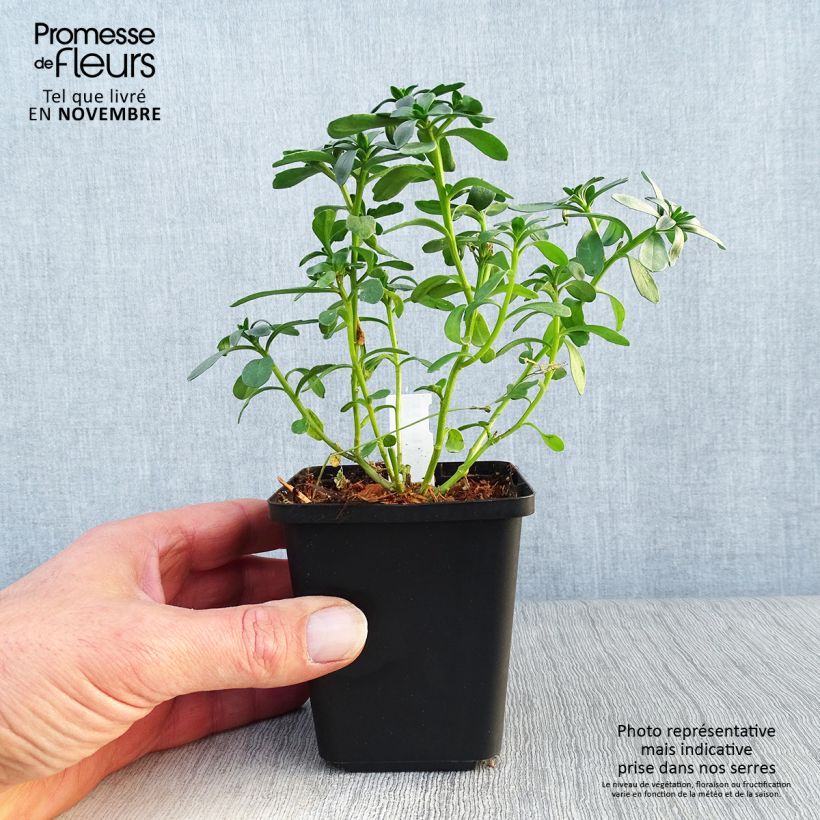Iberis sempervirens Masterpiece 8/9 cm pot sample as delivered in autumn