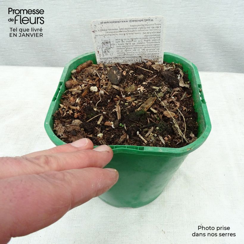 Dioscorea batatas - Chinese yam 2L/3L pot sample as delivered in winter