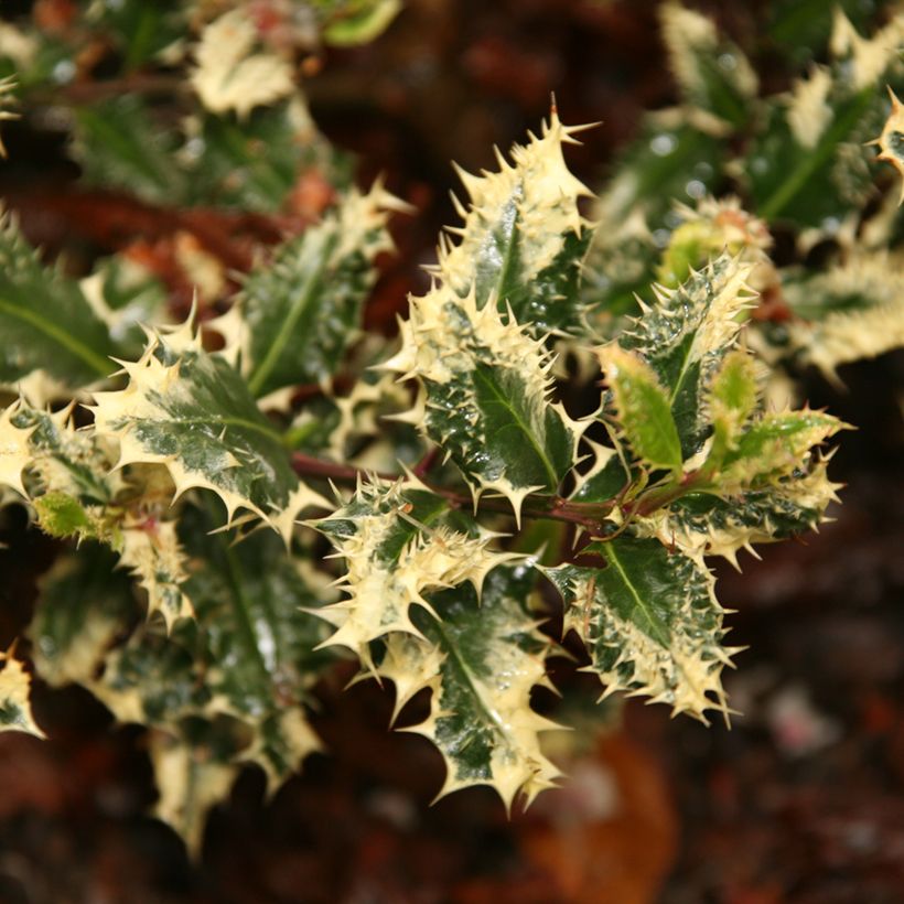 Ilex aquifolium Ferox Argentea - Common Holly (Foliage)