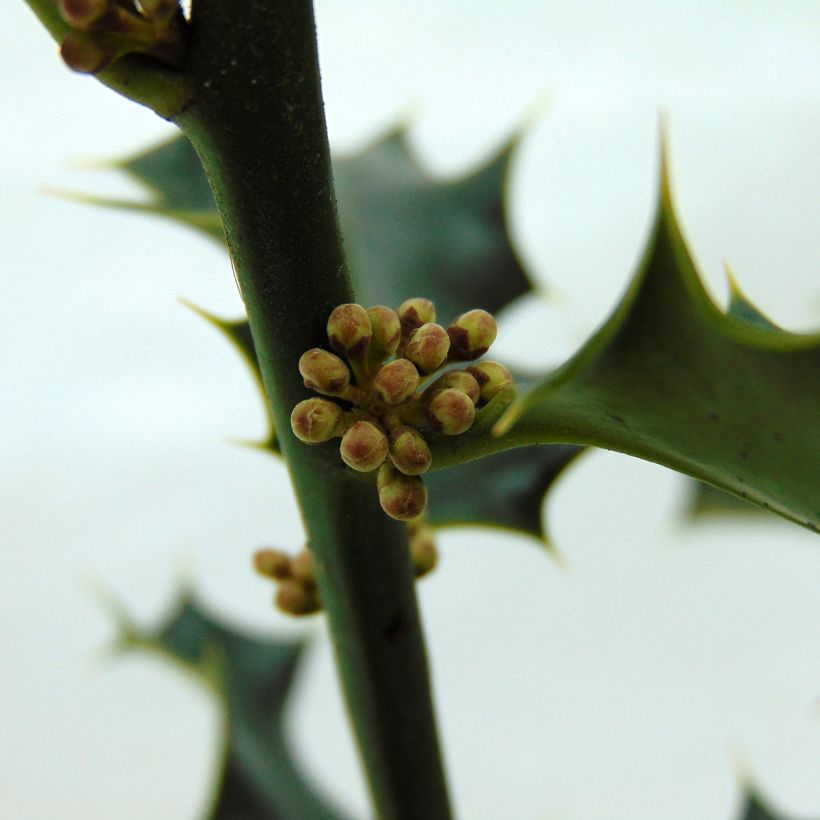 Ilex aquifolium - Common Holly (Flowering)