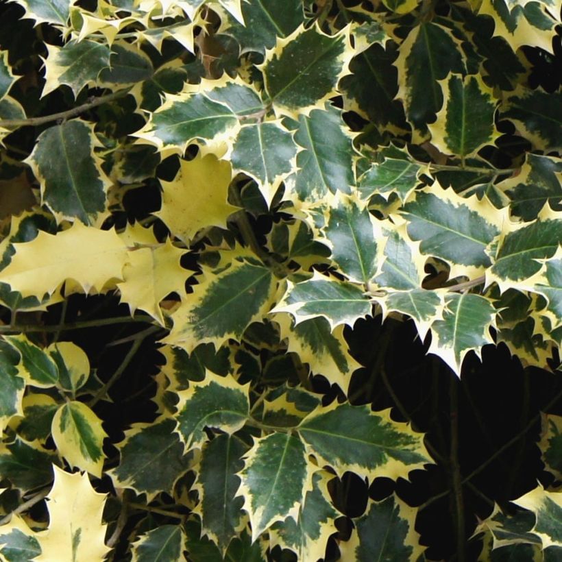Ilex aquifolium Madame Briot - Common Holly (Foliage)