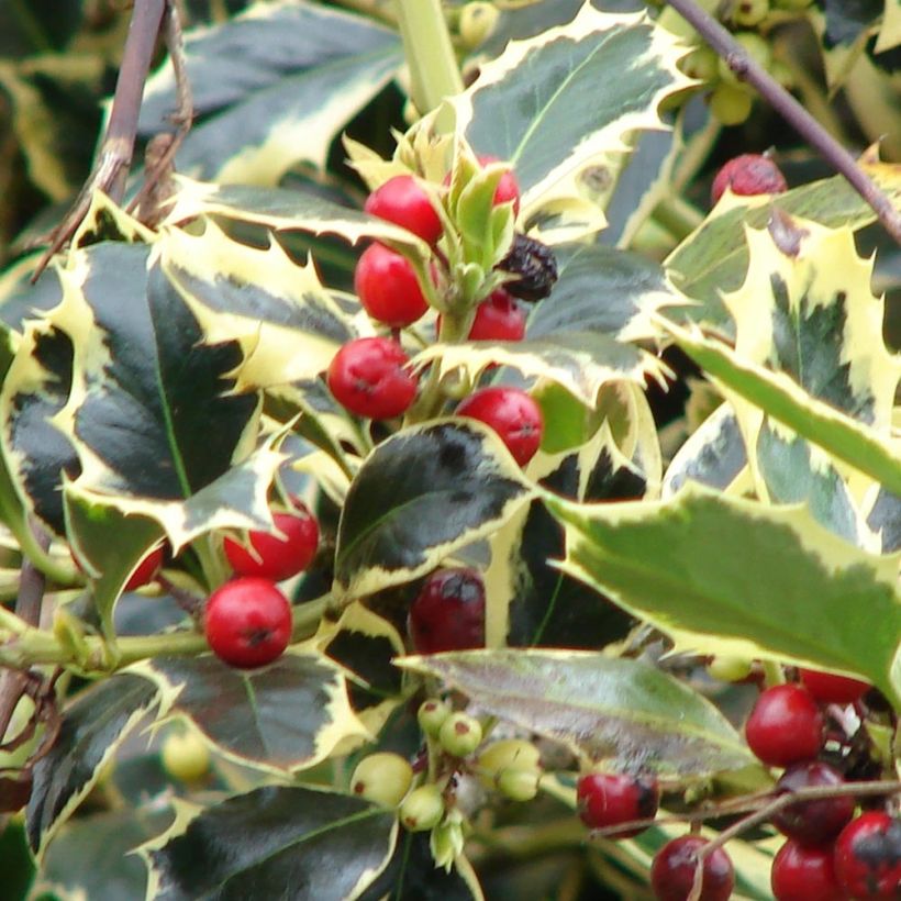 Ilex aquifolium Madame Briot - Common Holly (Harvest)