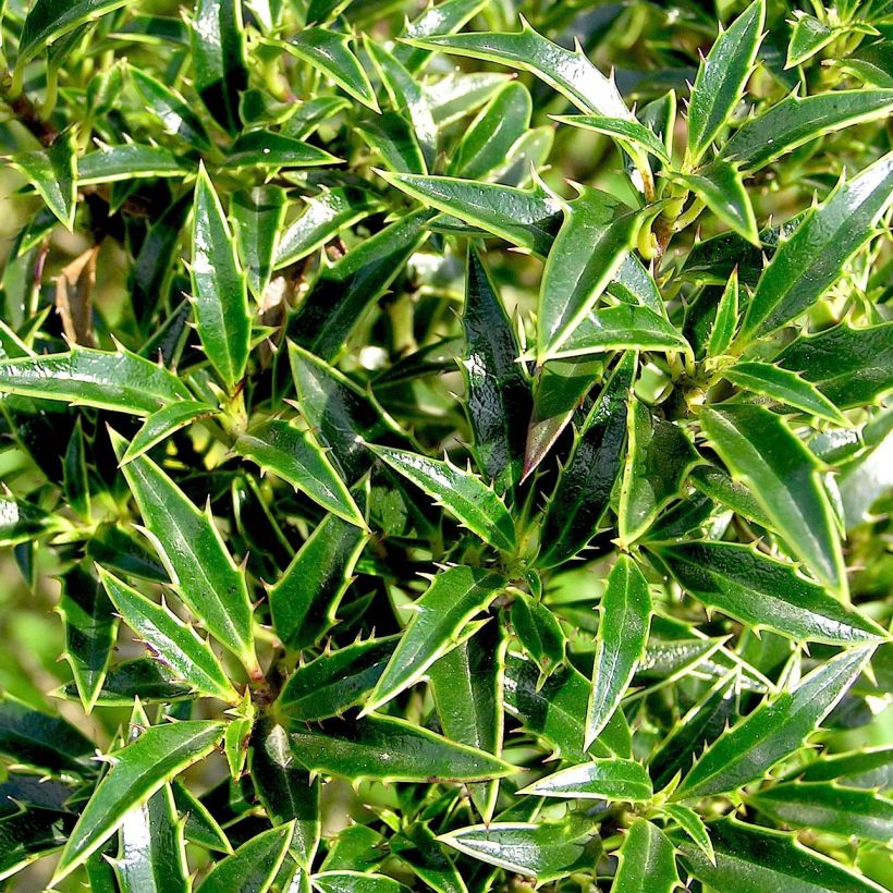 Ilex aquifolium Myrtifolia - Common Holly (Foliage)