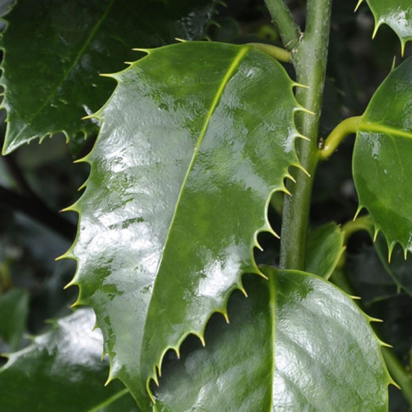 Ilex x koehneana Castaenifolia (Foliage)