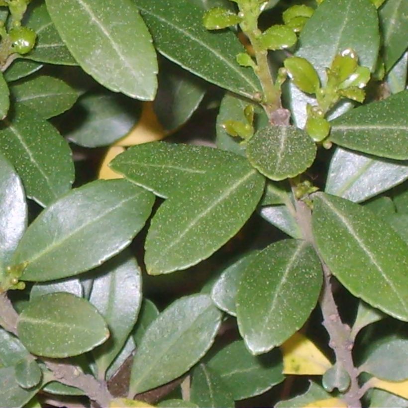 Ilex crenata Green Hedge - Japanese Holly (Foliage)