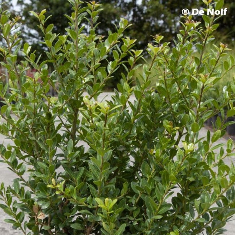 Ilex crenata Caroline Upright - Japanese Holly (Foliage)