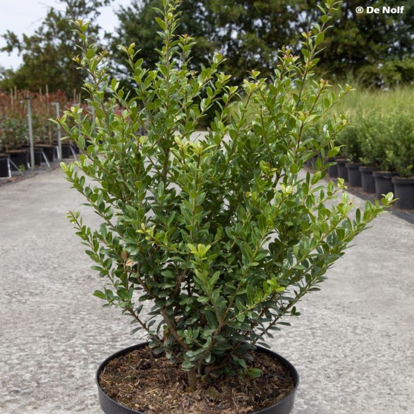 Ilex crenata Caroline Upright - Japanese Holly (Plant habit)