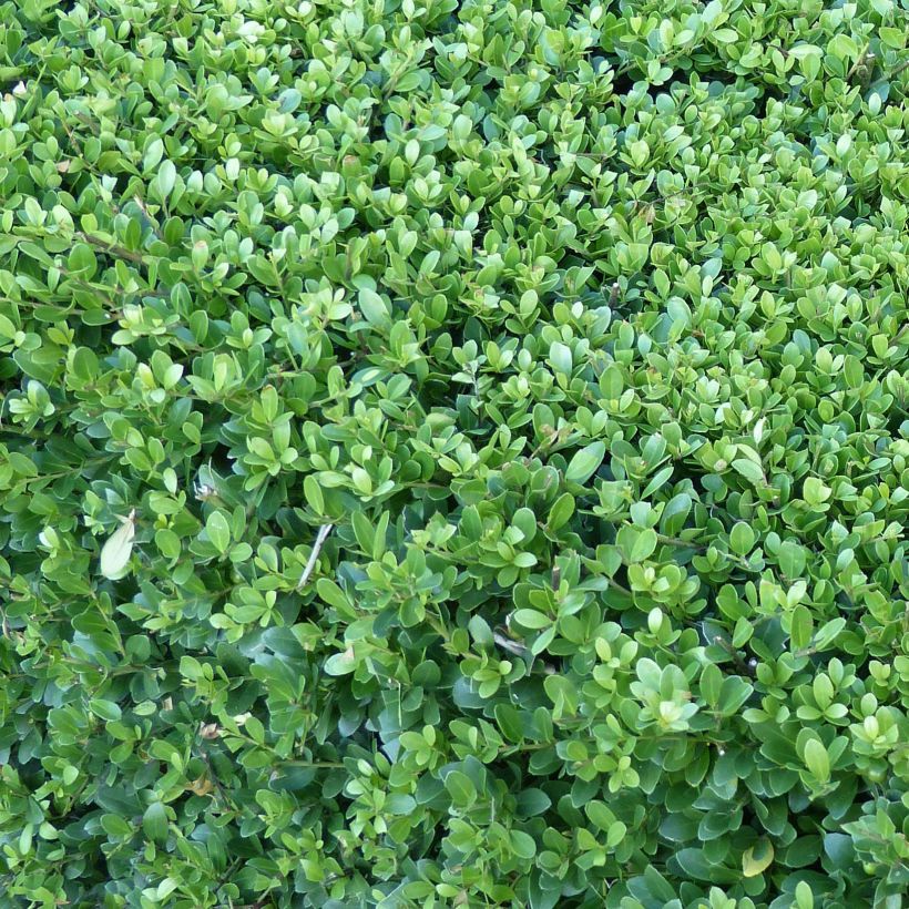 Ilex crenata Dark Green - Japanese Holly (Foliage)