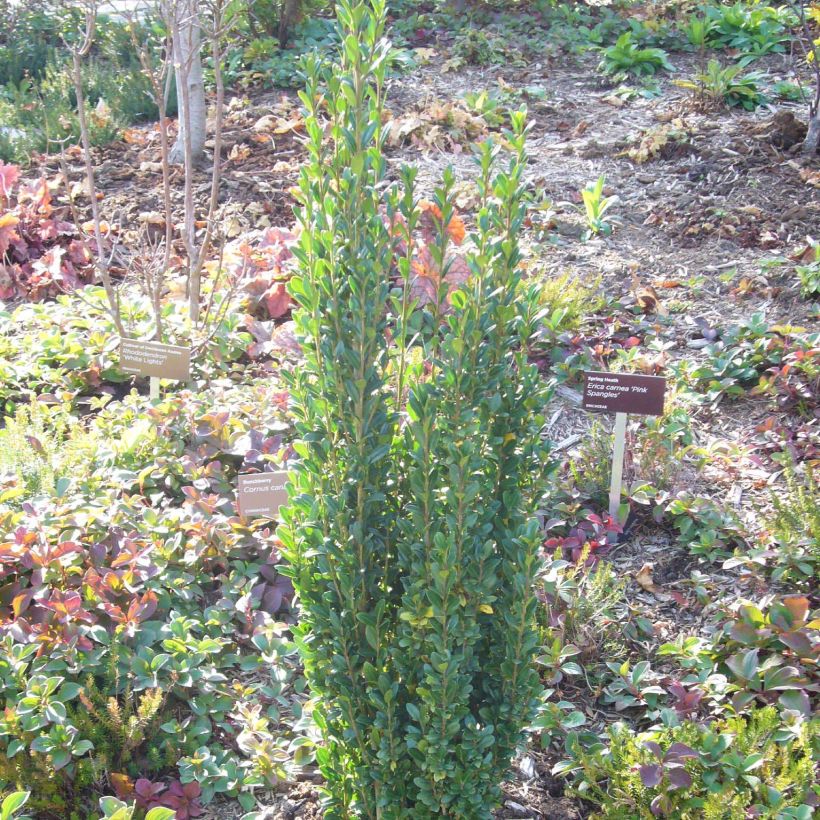 Ilex crenata Fastigiata - Japanese Holly (Plant habit)
