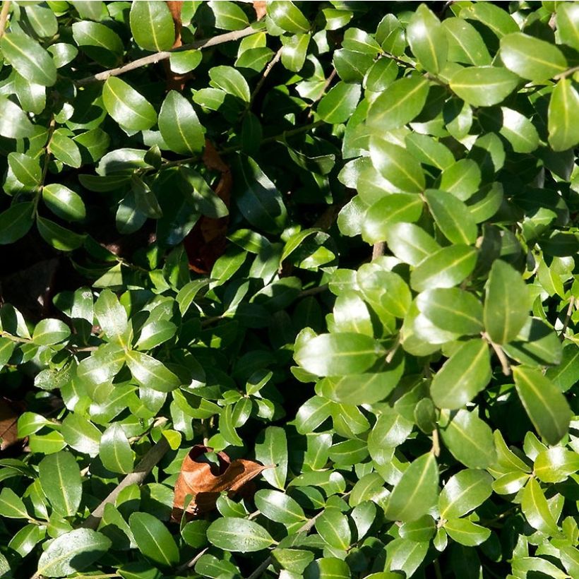 Ilex crenata Kinme (Foliage)