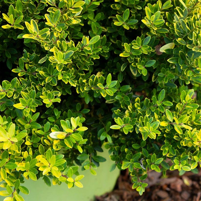 Ilex crenata Lingold Adorne - Japanese Holly (Foliage)