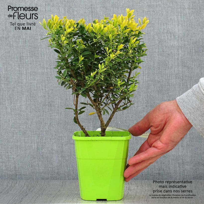Ilex crenata Lingold Adorne - Japanese Holly 1L/1.5L potShipped height around 30/40cm sample as delivered in spring
