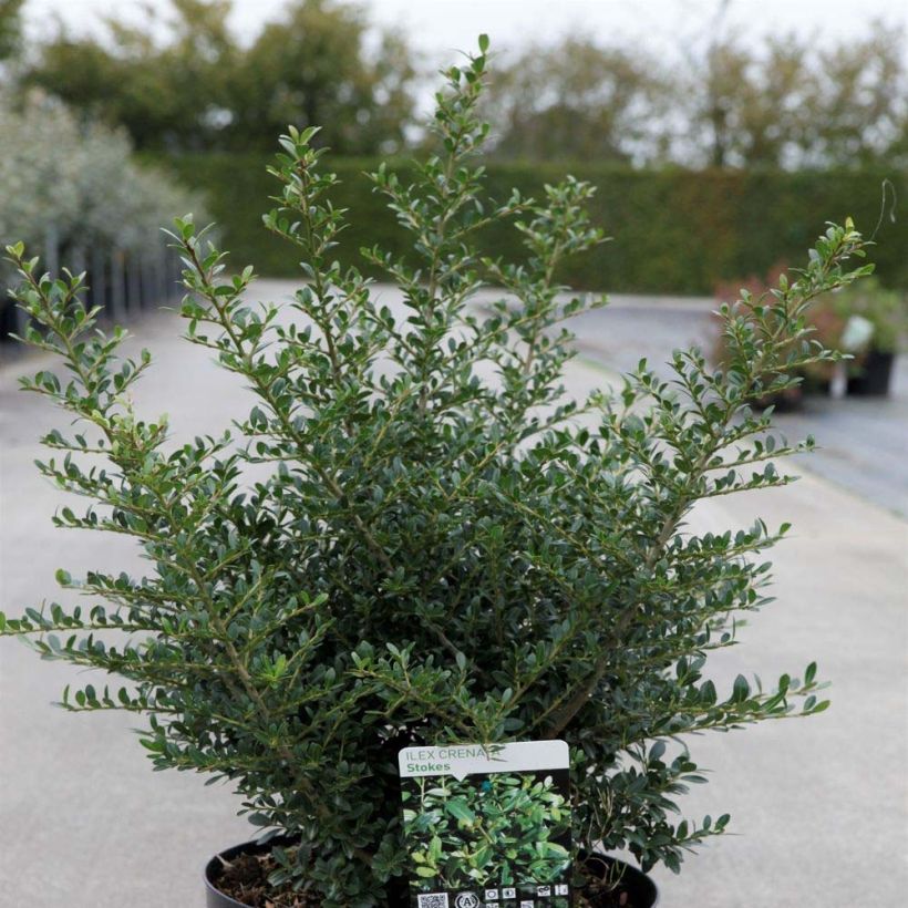 Ilex crenata Stokes - Japanese Holly (Plant habit)