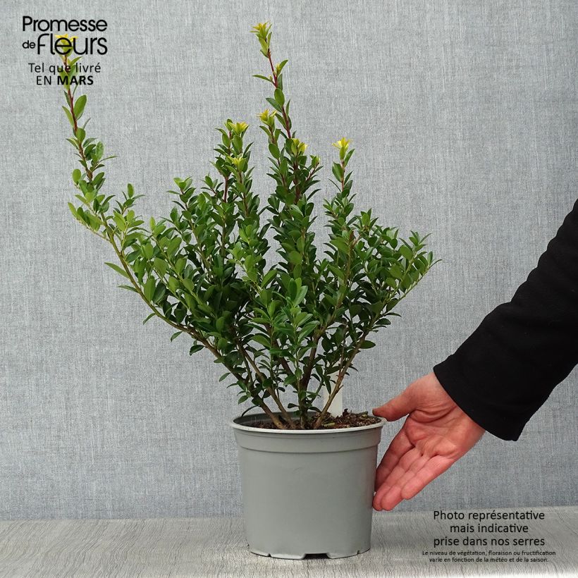 Ilex maximowicziana Kanehirae - Houx Mutchagara  Pot de 3L/4L sample as delivered in winter