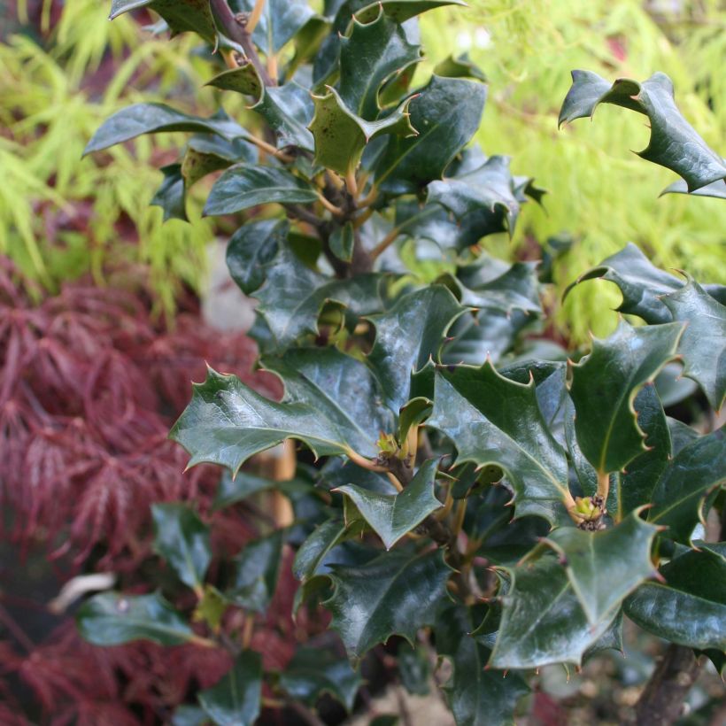 American Holly - Ilex meserveae Blue Angel (Foliage)